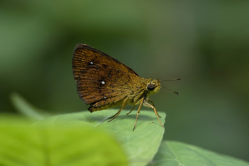 Butterfly in Thailand and Southeast Asia.