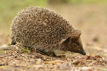hedgehog