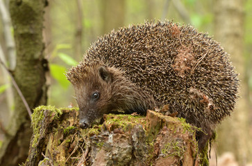 hedgehog
