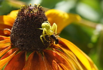 The spider backed on flower of rudbeckia