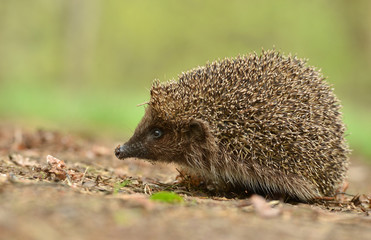 hedgehog