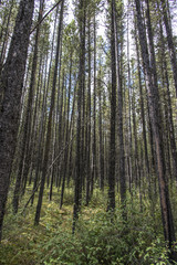 Obraz premium green thin and tall pine forest