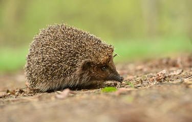 hedgehog