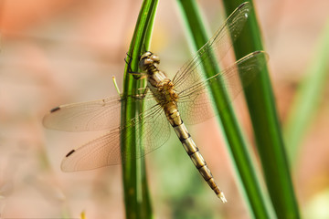 Sympetrum flaveolum