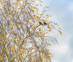 Windy weather. Jackdaws on a birch in autumn