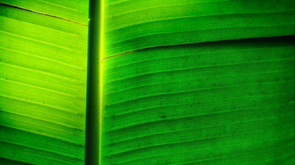 Banana leaf droop, Southeast Asia plant concept and wither texture idea