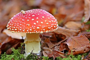 Fliegenpilz mit kleiner Nacktschnecke