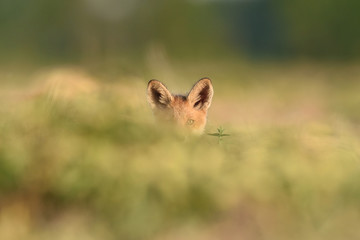 Red fox kit. Red fox puppy. Juvenile red fox. Red fox pup. Little fox.