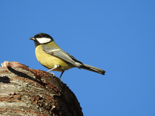 close-up of a great tit