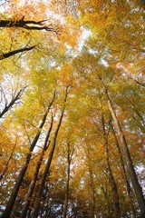 Forest at worms-eye view
