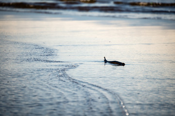comfortable beach of the baltic sea with wooden stick