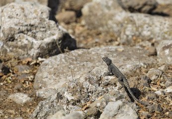 portrait a lizard