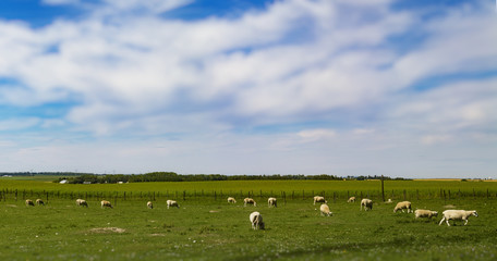 Fototapeta na wymiar Field of Sheep