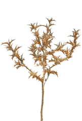 beautiful prickly dry plant