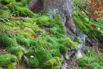 Moos im Wald
