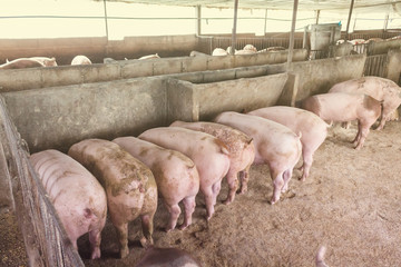 Lean hogs in a farm, closeup of photo