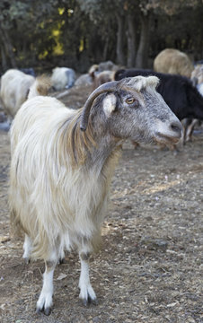 portrait of a beautiful goats