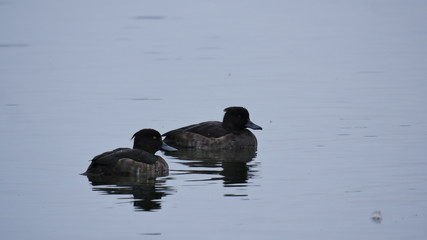 Reiher-Enten im Wasser