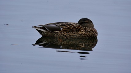 Schlafende Ente auf Wasser