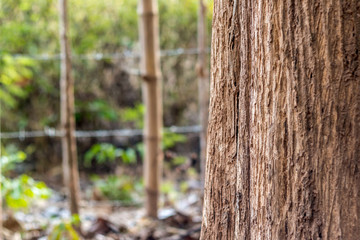 Tree trunk. May use as a background. Closeup