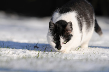cat running in the snow
