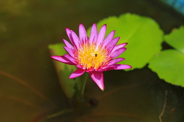 water lilly