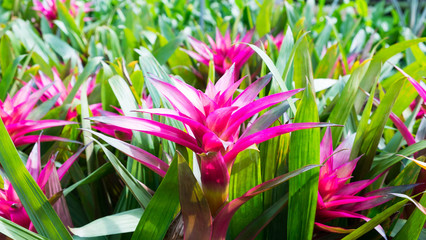 Bromeliad flowers garden, Pink flowers blackground