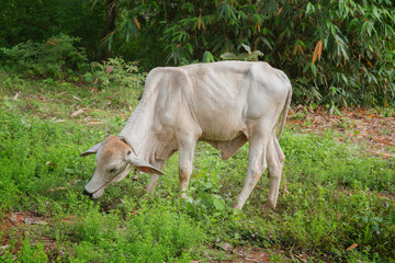 cow standing.