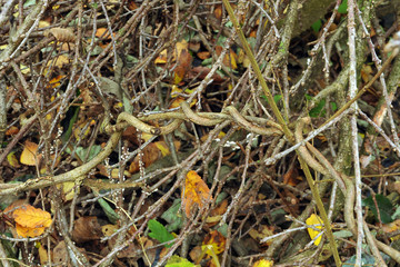 Pensieri contorti - Groviglio