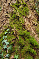 Tronco quercia - venature - corteccia