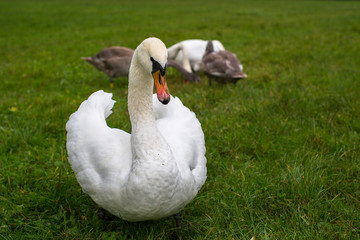 Swans family on the grass.