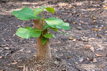 Young tree seedling grow from stump, concept of hope and rebirth