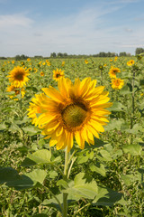 Obraz premium Beautiful field landscape with beautiful sunflower seed plant over cloudy blue sky and bright sun lights