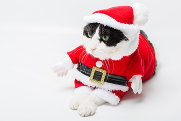 lovely cat in Christmas dress and Santa Claus hat resting on studio white background and copy space. Christmas holiday concept, resting and looking left for greeting card.