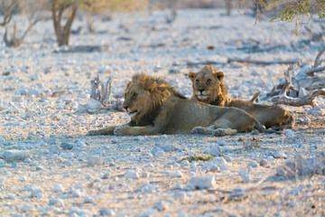 Löwen, zwei männliche Löwen im Etosha Nationalpark, Namibia