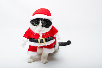 small cat in Christmas dress and Santa Claus hat standing on studio white background and copy space. Christmas holiday concept.