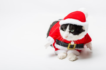 funny cat with Santa Claus hat on studio white background and copy space. Christmas holiday concept for greeting card.