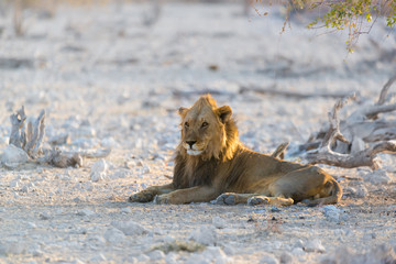 Liegender Löwe, Etosha National Park, Namibia