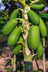 Papayas on its trunk