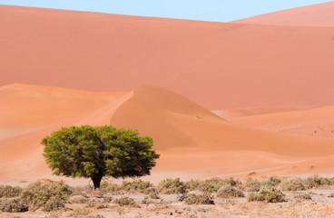 Fototapeta na wymiar Namib im Tsauchab Tal, Namibia
