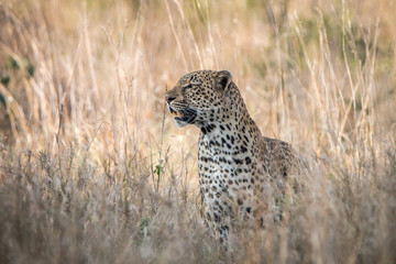 Fototapeta na wymiar A Leopard blending in in the high grass.