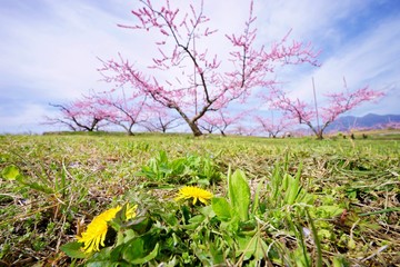 桃とタンポポ