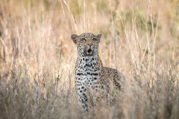 A Leopard blending in in the high grass.