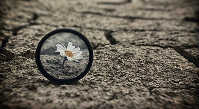 Fototapeta Cracked earth daisy flowers Survival