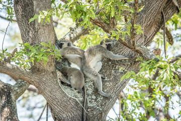 Three Vervet monkeys sleeping in a tree.