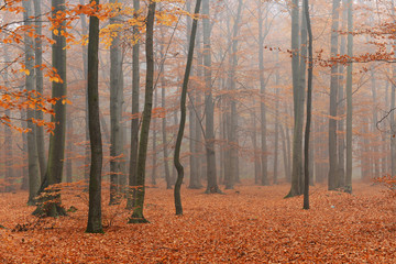 Autumn forest