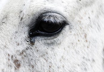 Close up of white horse head with long eye-lashes