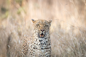 A Leopard blending in in the high grass.