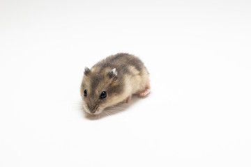 LIttle and Cute Hamster