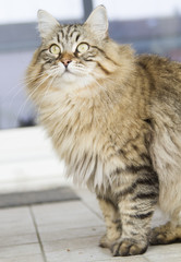 brown cat in the garden